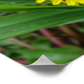 Poster F45 Dandelion "Taraxacum officinale" (Coin)