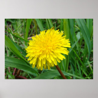 Poster F45 Dandelion "Taraxacum officinale"