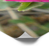 Poster F4 Roses sauvages de l'Alberta (Coin)