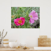 Poster F4 Roses sauvages de l'Alberta (Cuisine)