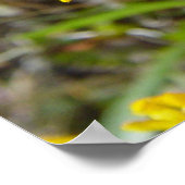 Poster F8 Jaune Gaillarde Fleur Sauvage (Coin)