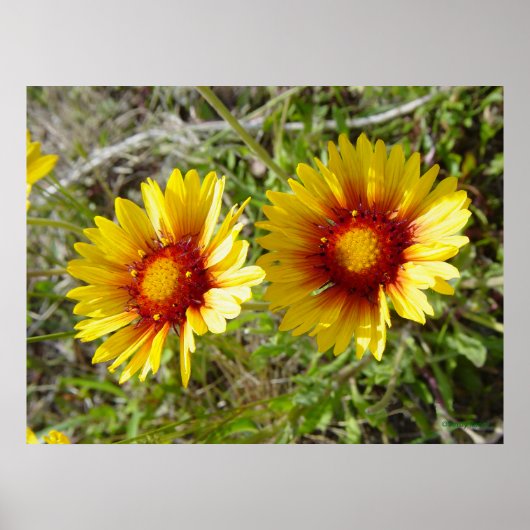Poster F8 Jaune Gaillarde Fleur Sauvage (Devant)