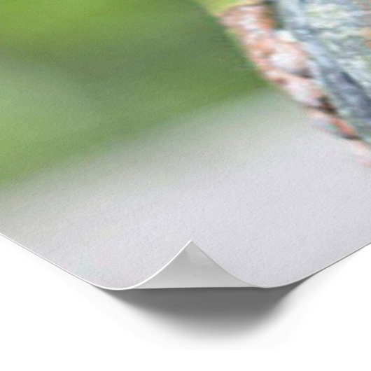 POSTER FAB FROG FREDDIE (Coin)