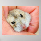 Poster Face 1 mignonne hamster (Devant)