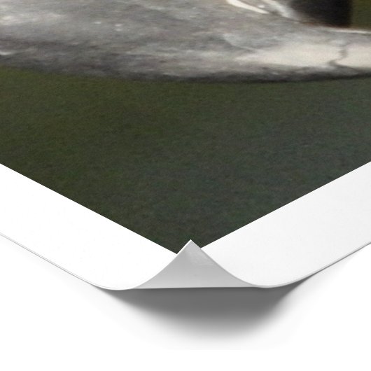 Poster Face d'aigle d'or (Coin)