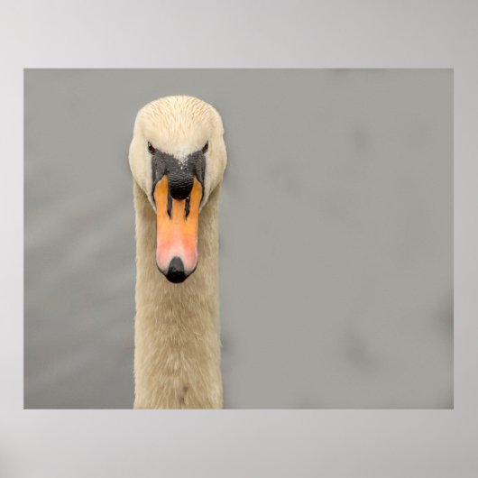 Poster Face de cygne (Devant)