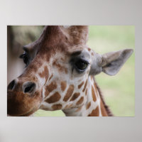 Face de girafe adorable