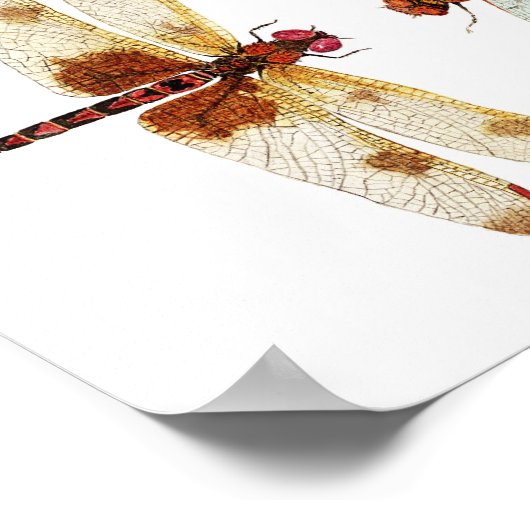 Poster Face de libellule désactivée (Coin)