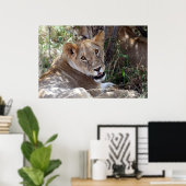 Poster face de lion (Bureau à domicile)