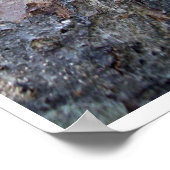 Poster Face de l'ours dans l'arbre (Coin)