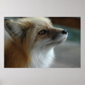 Poster Face de renard mignon (Devant)