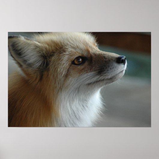 Poster Face de renard mignon (Devant)