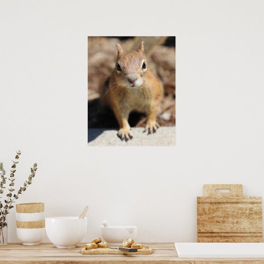 Poster Face d'écureuil (Cuisine)