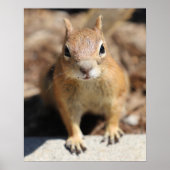 Poster Face d'écureuil (Devant)