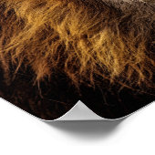 Poster Face du lion (Coin)