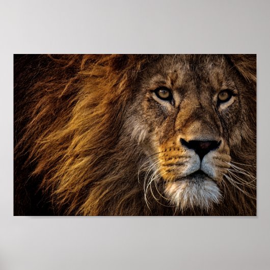 Poster Face du lion (Devant)