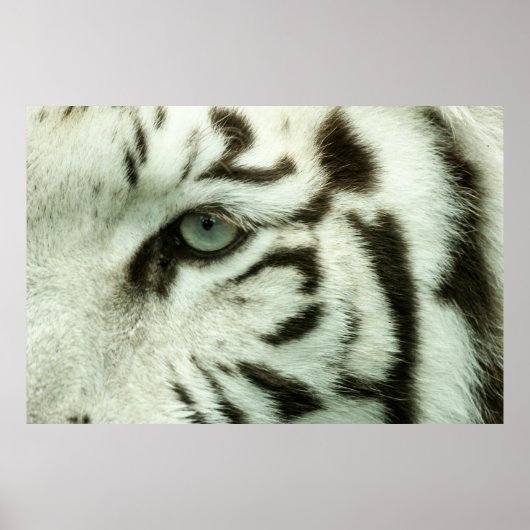 POSTER FACE DU TIGRE BLANC (Devant)