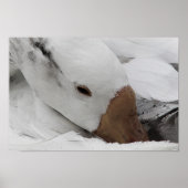 Poster face d'une oie (Devant)