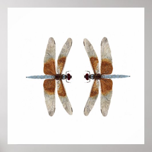 Poster Face-off 2 libellules de matelot (Devant)