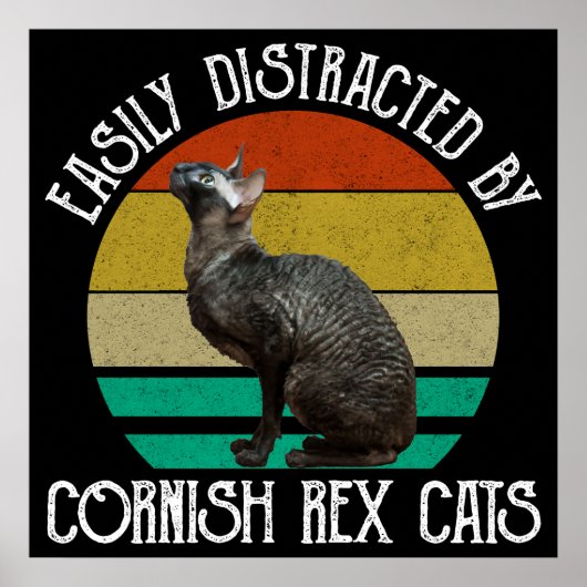 Poster Facilement Distrait Par Les Chats Cornish Rex (Devant)