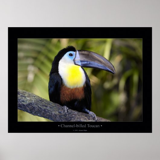 Poster Facturé par canal Toucan (Devant)