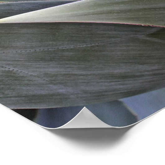 Poster Faded Succulant Details, 2017 (Coin)