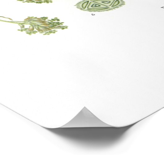 Poster Fagus silvatica (hêtre) (Coin)