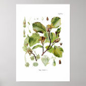Poster Fagus silvatica (hêtre) (Devant)