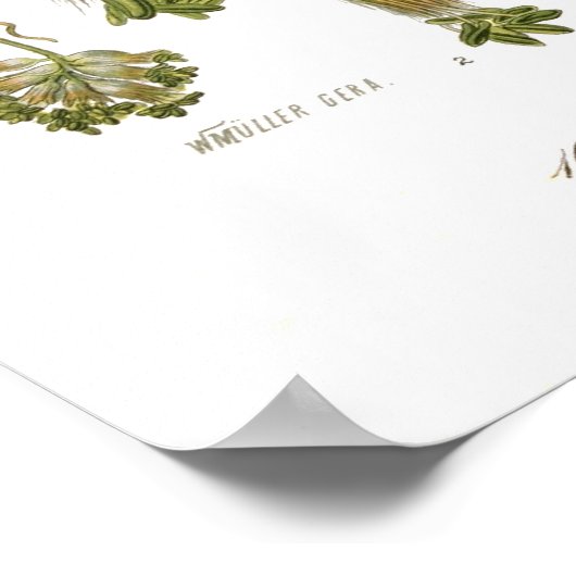 Poster Fagus silvatica (hêtre) (Coin)