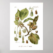 Poster Fagus silvatica (hêtre) (Devant)