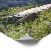 Poster Fairy Falls (Coin)
