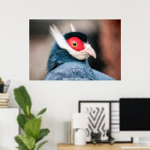 Poster Faisan à oreilles brunes sauvage (Bureau à domicile)