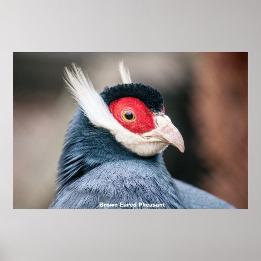 Poster Faisan à oreilles brunes sauvage (Devant)