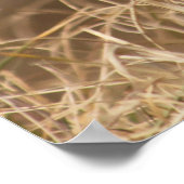 Poster Faisan sauvage (Coin)