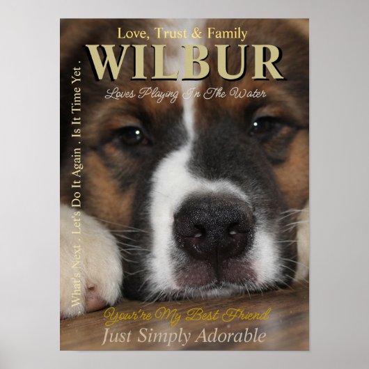 Poster Faites Votre Animal De Compagnie L'Étoile Ils Sont (Devant)