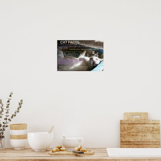 Poster Faits relatifs au chat 2 (Cuisine)