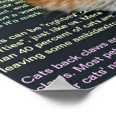 Poster Faits relatifs au chat 3 (Coin)