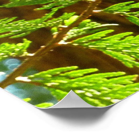 Poster Faits saillants d'un séquoia botanique (Coin)