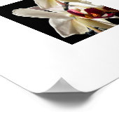 Poster Faits saillants floraux d'orchidées Phalaenopsis b (Coin)