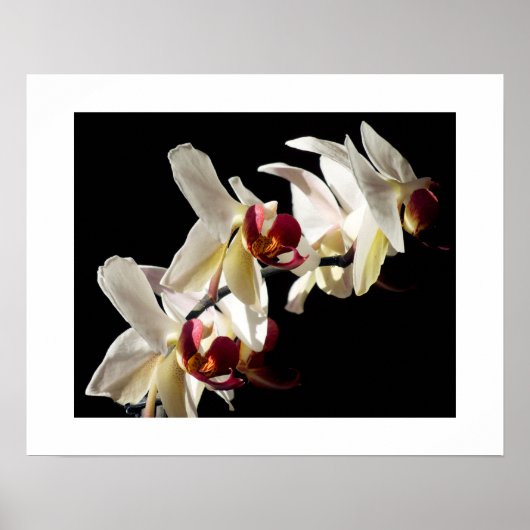 Poster Faits saillants floraux d'orchidées Phalaenopsis b (Devant)