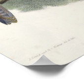 Poster Falco Peregrinator (Faucon Shaheen) (Coin)