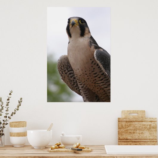 Poster Falcon (Cuisine)