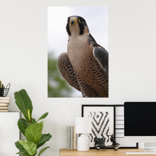 Poster Falcon (Bureau à domicile)
