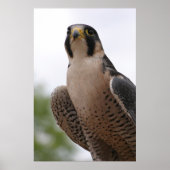 Poster Falcon (Devant)
