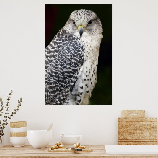 Poster Falcon (Cuisine)