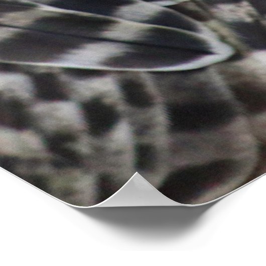 Poster Falcon (Coin)