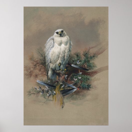 Poster Falcon du Groenland par Joseph Wolf (Devant)
