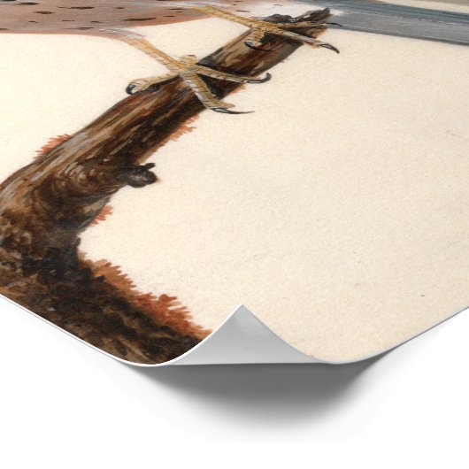 Poster Falcon Hen Kestrel | William Lewin (Coin)