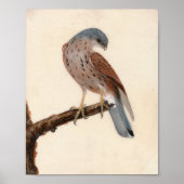 Poster Falcon Hen Kestrel | William Lewin (Devant)
