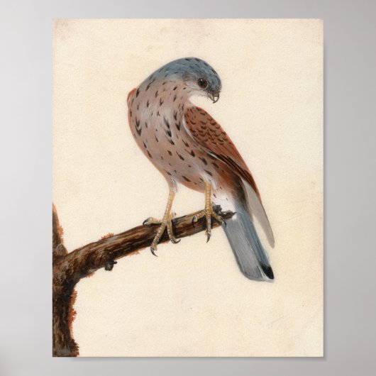 Poster Falcon Hen Kestrel | William Lewin (Devant)